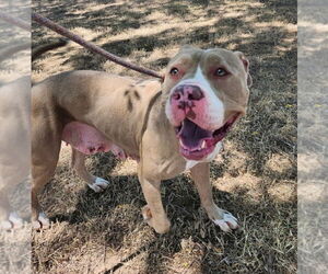 Boxer-Unknown Mix Dogs for adoption in Euless, TX, USA
