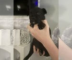 Small #6 German Shepherd Dog Mix