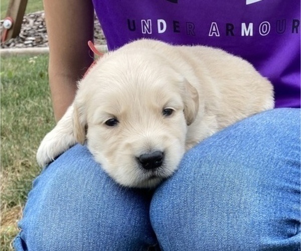 Medium Photo #3 Golden Retriever Puppy For Sale in CONGERVILLE, IL, USA