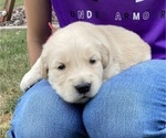 Small Photo #3 Golden Retriever Puppy For Sale in CONGERVILLE, IL, USA