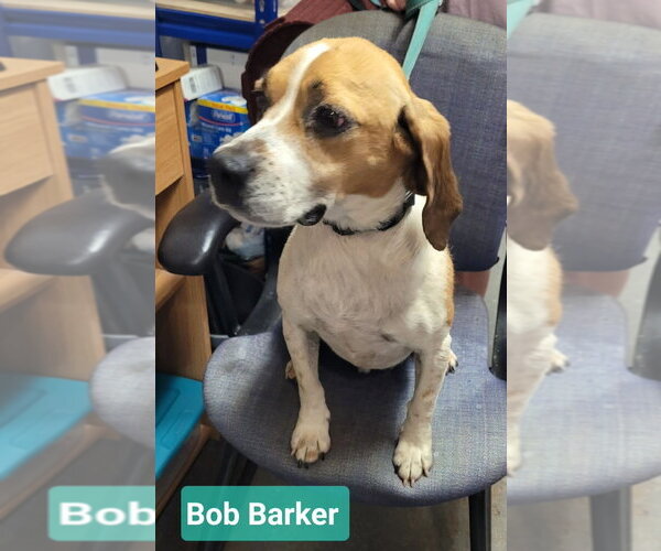 Medium Photo #2 Beagle Puppy For Sale in Richmond, IN, USA
