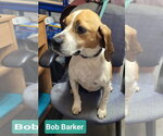 Small #1 Beagle