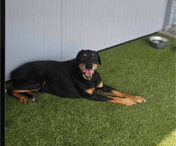Medium Photo #4 Rottweiler Puppy For Sale in Hillsboro, NH, USA