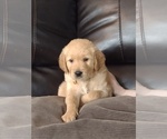 Small Photo #8 Golden Retriever Puppy For Sale in MERIDIAN, MS, USA