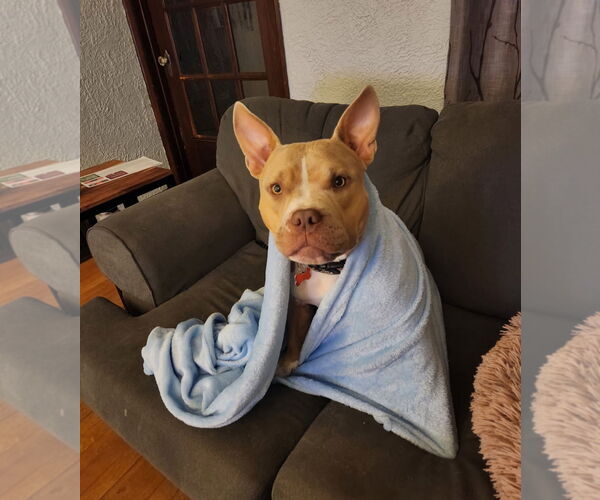 Medium Photo #8 American Pit Bull Terrier-Unknown Mix Puppy For Sale in Grafton, WI, USA
