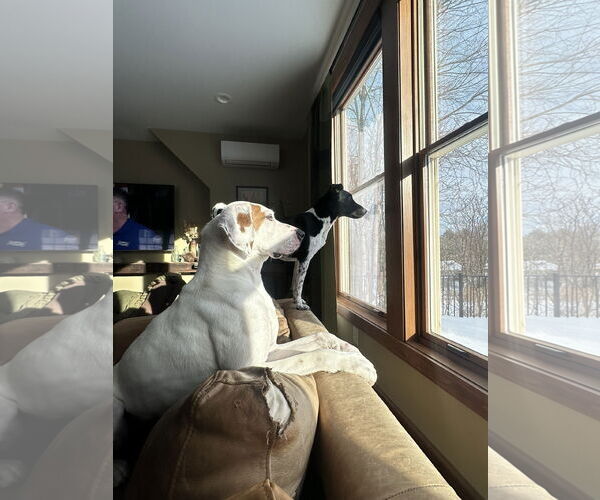 Medium Photo #7 Coonhound-Unknown Mix Puppy For Sale in East Derry, NH, USA