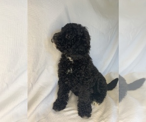 Bernedoodle (Miniature) Puppy for sale in COLBERT, WA, USA