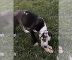 Small Photo #13 Catahoula Leopard Dog Puppy For Sale in GERMANTOWN, IL, USA