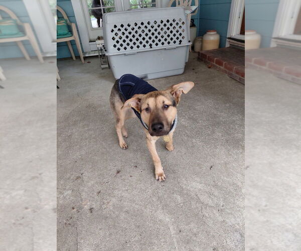 Medium Photo #1 German Shepherd Dog Puppy For Sale in Cupertino, CA, USA