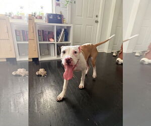 COURTESY POST: Poppie - Male Bulldog-Unknown Mix Dog for Adoption - Photo #2