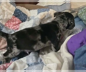 Alfie- the A Litter - Male Cairn Terrier-Unknown Mix Dog for Adoption - Photo #5