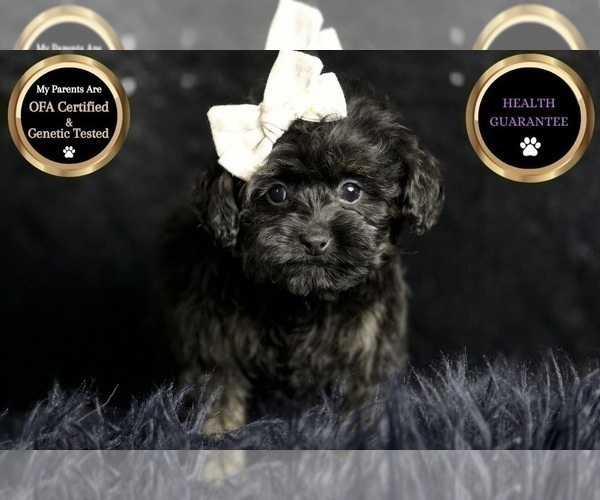 Medium Photo #10 Morkie Puppy For Sale in WARSAW, IN, USA