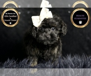 Medium Morkie