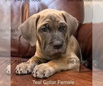 Small Photo #40 Cane Corso Puppy For Sale in LA PLATA, MD, USA