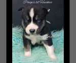 Small Photo #22 Siberian Husky Puppy For Sale in BLOOMFIELD, IN, USA