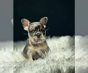French Bulldog Puppy for sale in BUFORD, GA, USA