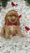 Small Photo #1 Cocker Spaniel Puppy For Sale in EDEN, PA, USA