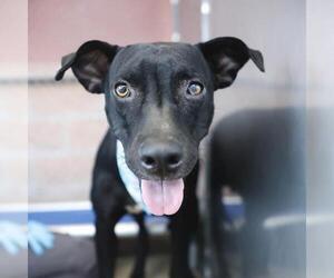 Labrador Retriever-Unknown Mix Dogs for adoption in San Antonio, TX, USA