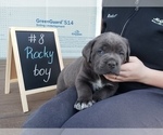 Small Photo #1 Cane Corso Puppy For Sale in BUMPASS, VA, USA