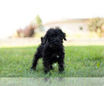 Small Photo #10 Schnoodle (Miniature) Puppy For Sale in WARSAW, IN, USA