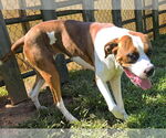 Small #2 Boxer Mix
