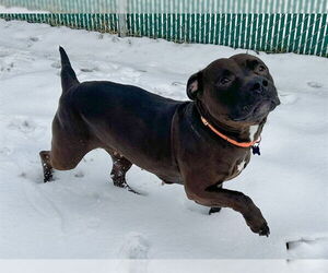 Mutt Dogs for adoption in Springfield, MA, USA