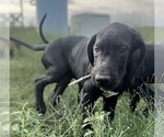 Small #3 Great Dane