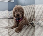 Small Photo #5 Goldendoodle (Miniature) Puppy For Sale in DURHAM, CT, USA