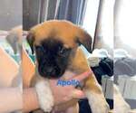 Small Photo #2 Great Pyrenees-Mastiff Mix Puppy For Sale in MERRILL, OR, USA