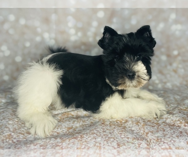Medium Photo #6 Schnauzer (Miniature) Puppy For Sale in CINCINNATI, OH, USA