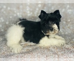 Small Photo #6 Schnauzer (Miniature) Puppy For Sale in CINCINNATI, OH, USA