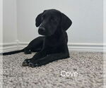 Small Labrador Retriever Mix