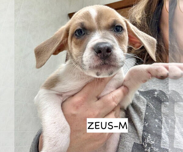 Medium Photo #10 American Pit Bull Terrier-Labrador Retriever Mix Puppy For Sale in Gilberts, IL, USA
