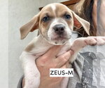 Small #9 American Pit Bull Terrier-Labrador Retriever Mix