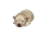 Small #2 Pomeranian