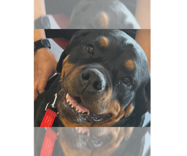 Medium Photo #1 Rottweiler Puppy For Sale in Gilbert, AZ, USA