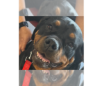 Small Rottweiler