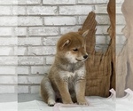 Small Photo #7 Shiba Inu Puppy For Sale in S LAKE TAHOE, CA, USA