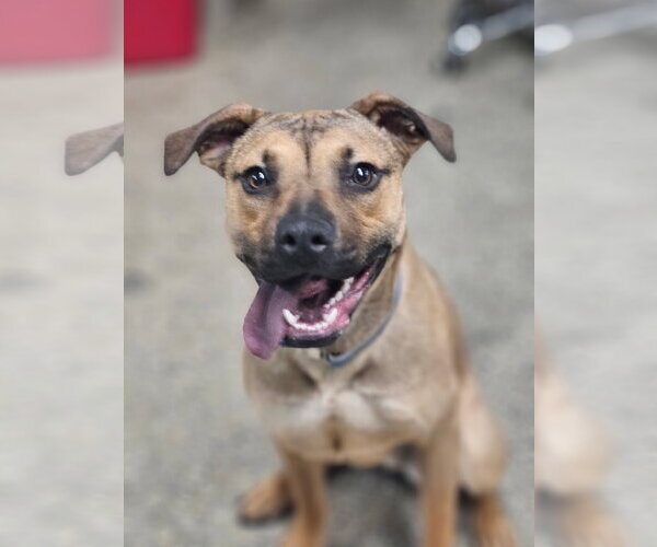Medium Photo #2 Mutt Puppy For Sale in Plainfield, IL, USA