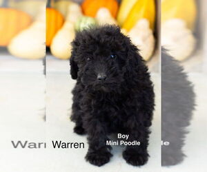 Poodle (Miniature) Dogs for adoption in Studio City, CA, USA