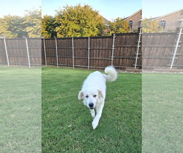Medium Photo #3 Great Pyrenees Puppy For Sale in Spring, TX, USA