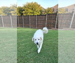 Small #2 Great Pyrenees