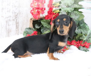 Dachshund Puppy for sale in SHILOH, OH, USA