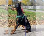 Small #14 Doberman Pinscher