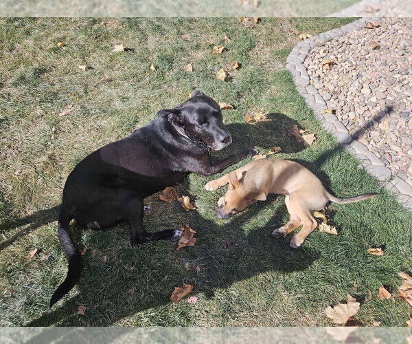 Medium Photo #8 Mutt Puppy For Sale in Lakewood, CO, USA