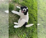 Puppy Big Bertha Newfoundland-Otterhound Mix