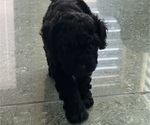 Small Photo #38 Cavapoo-Poodle (Toy) Mix Puppy For Sale in PENSACOLA, FL, USA