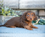 Puppy Annie Dachshund