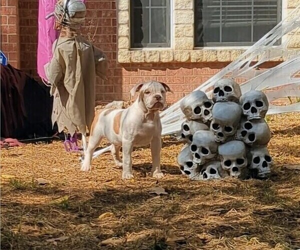 Medium Photo #4 Olde English Bulldogge Puppy For Sale in AUSTIN, TX, USA