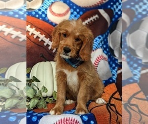 Goldendoodle (Miniature) Puppy for sale in QUARRYVILLE, PA, USA